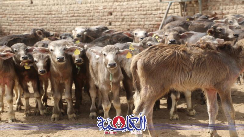 بوابة الكلمة