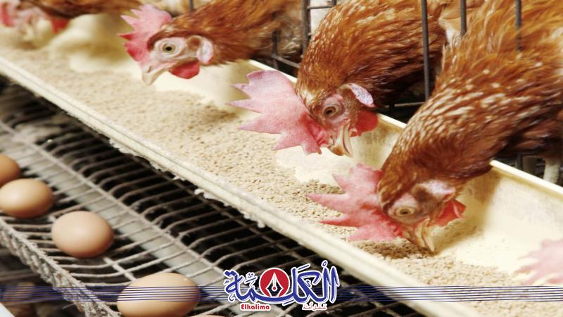بوابة الكلمة