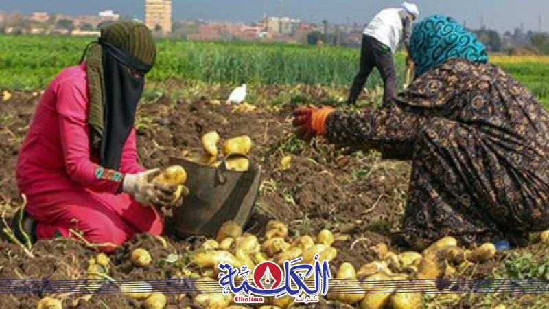 بوابة الكلمة