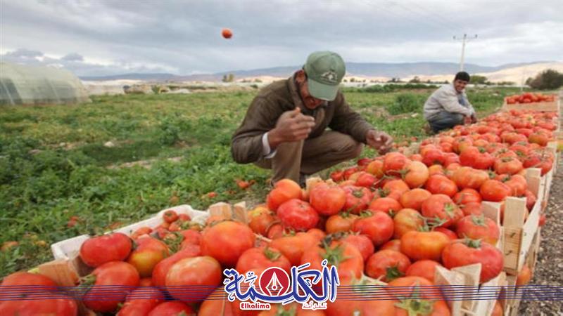 بوابة الكلمة