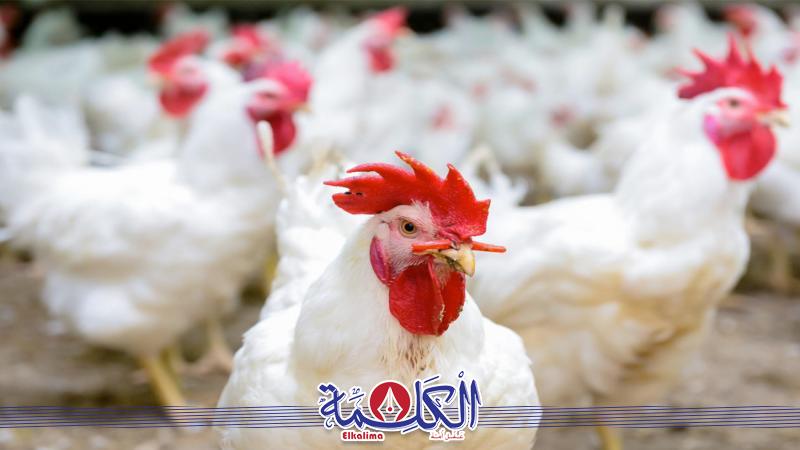 بوابة الكلمة