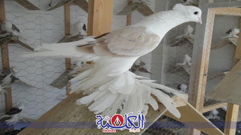 بوابة الكلمة