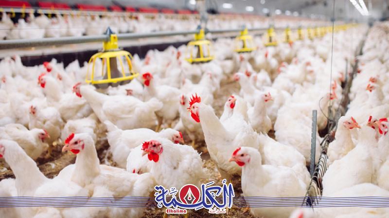 بوابة الكلمة