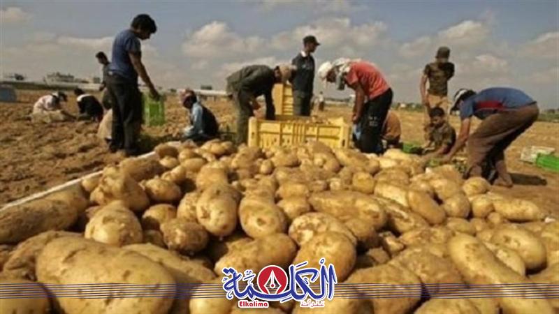 بوابة الكلمة