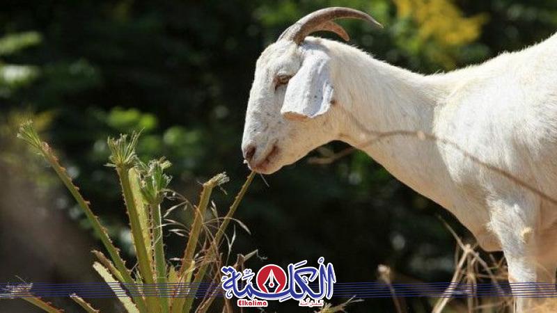 بوابة الكلمة