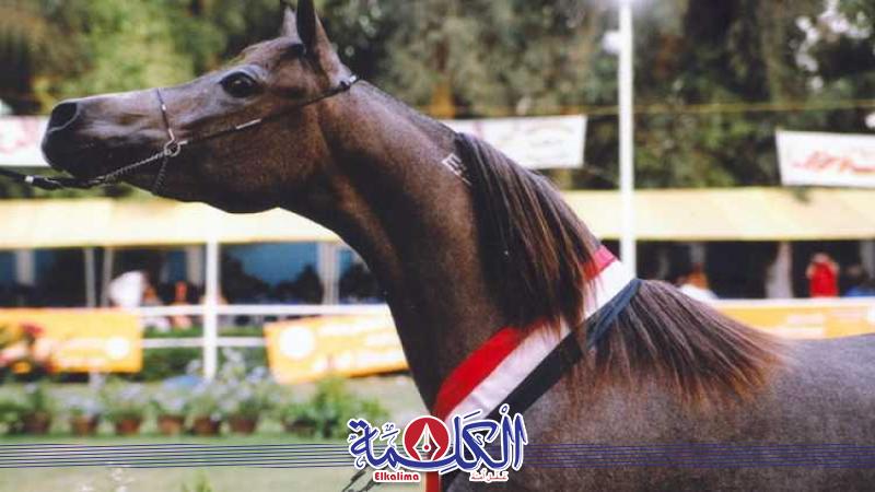 بوابة الكلمة