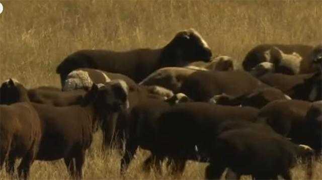 فيديو.. مزرعة في أستراليا تربي الأغنام السوداء