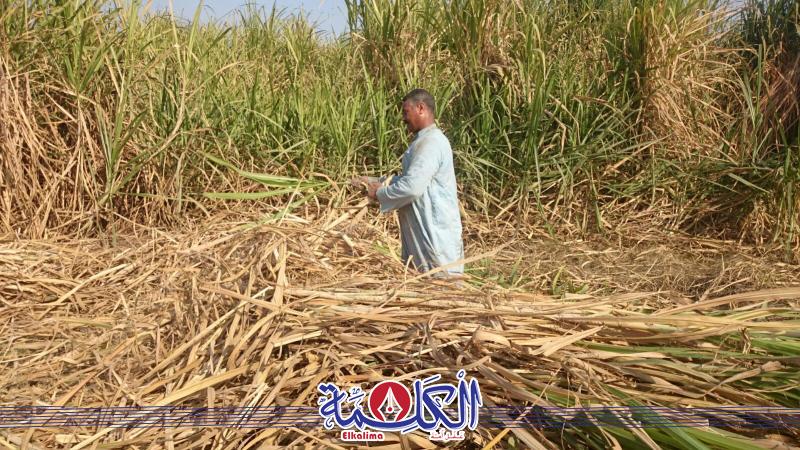 بوابة الكلمة