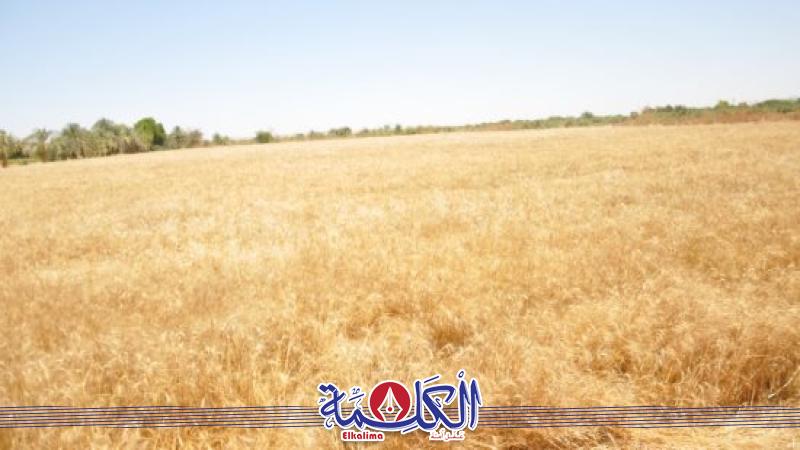 بوابة الكلمة
