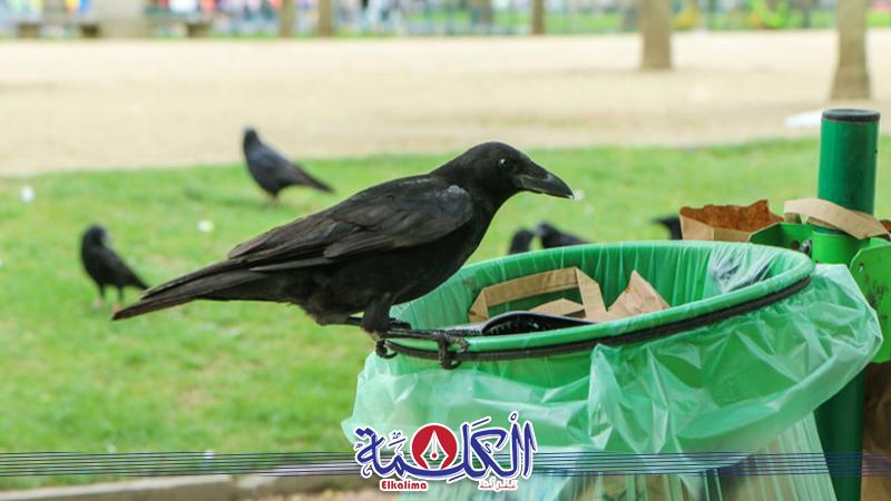 بوابة الكلمة
