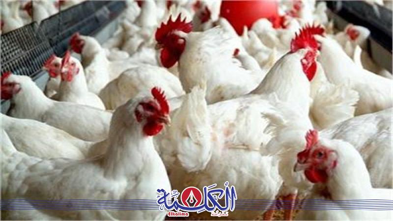 بوابة الكلمة