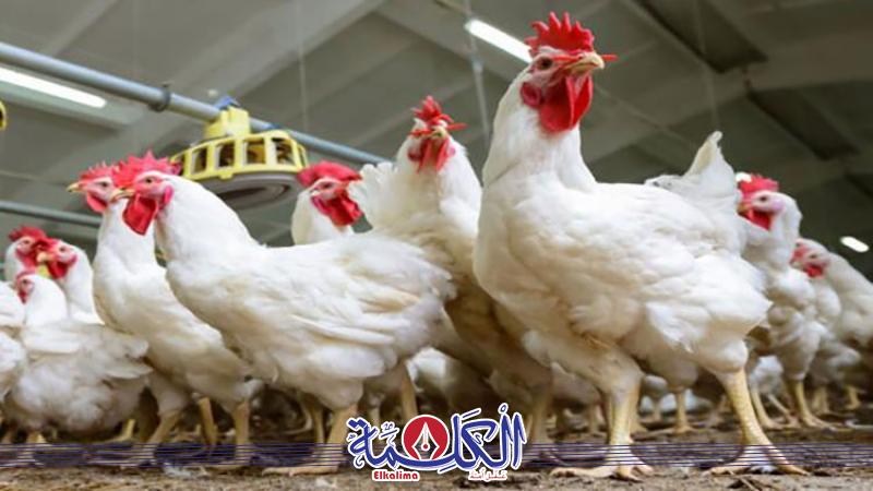 بوابة الكلمة