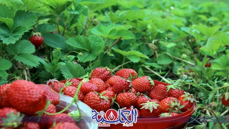 بوابة الكلمة