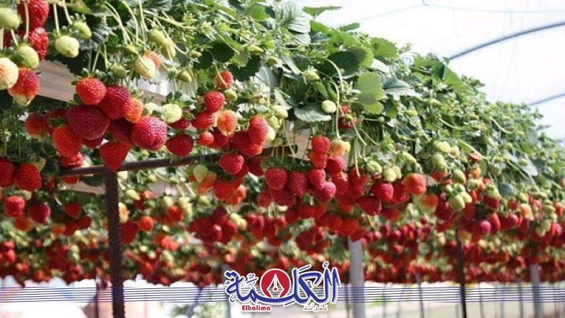 بوابة الكلمة