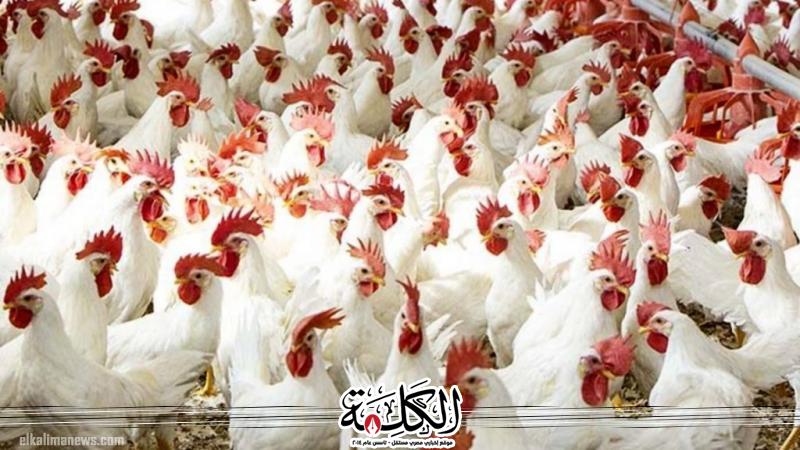 بوابة الكلمة