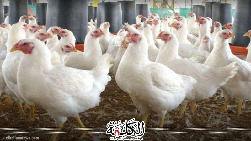 بوابة الكلمة