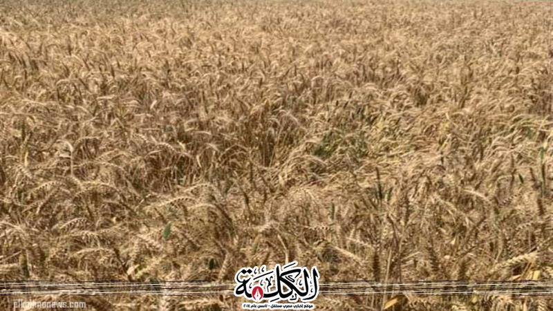 بوابة الكلمة