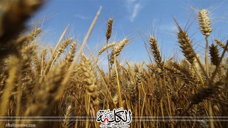 بوابة الكلمة