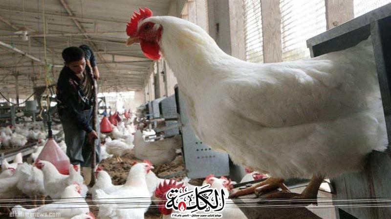 بوابة الكلمة