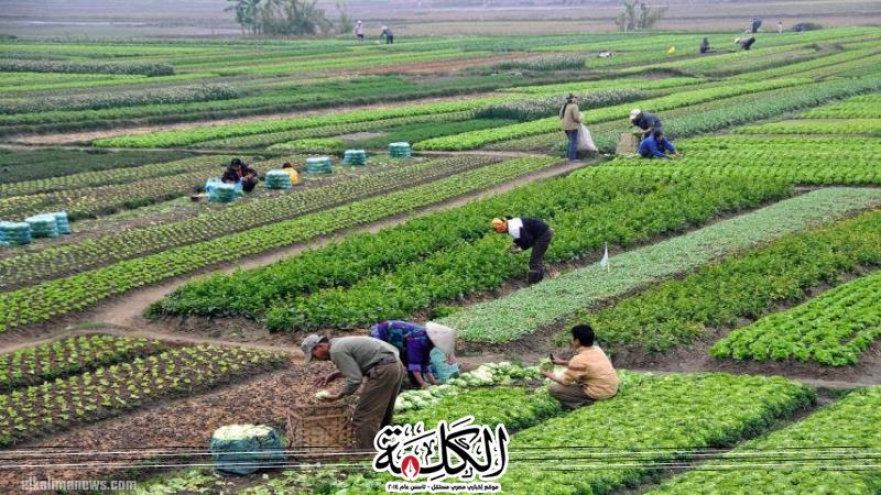 بوابة الكلمة