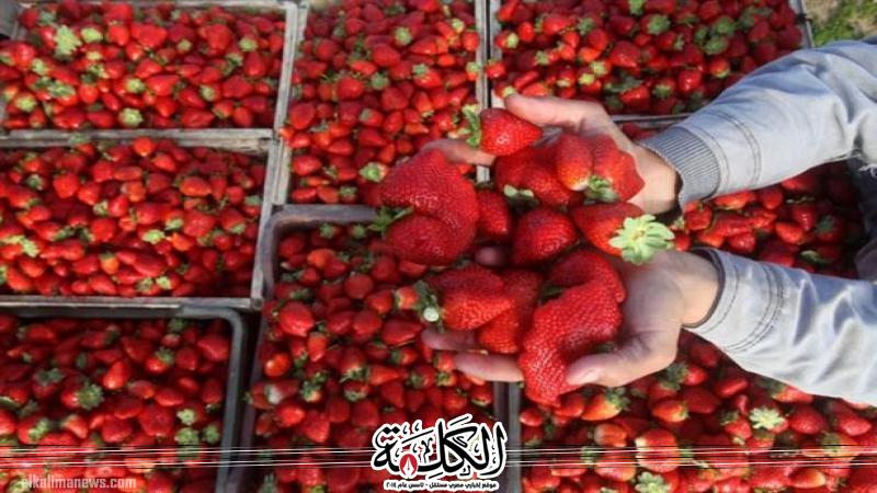 بوابة الكلمة
