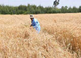 عميد زراعة عين شمس: مصر الأولى عالمياً في إنتاجية فدان القمح