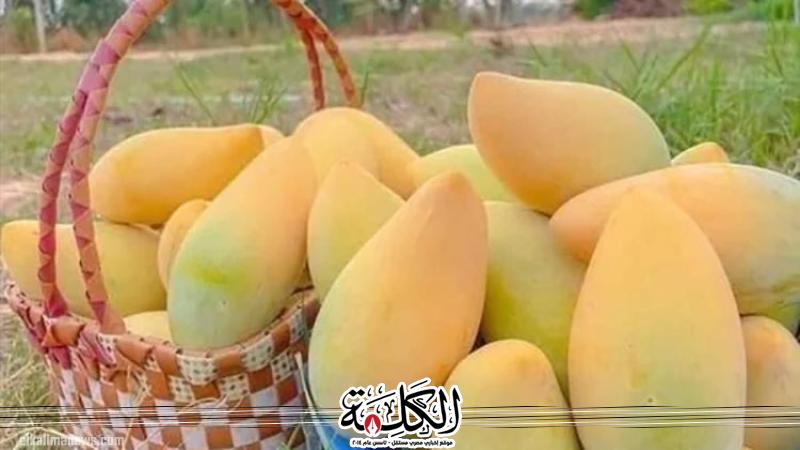 بوابة الكلمة