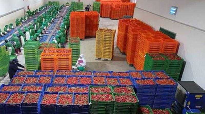 الأولي في الموالح .. مصر تقتحم 11 سوقًا عالميًا لتصدير الخضروات والفاكهة