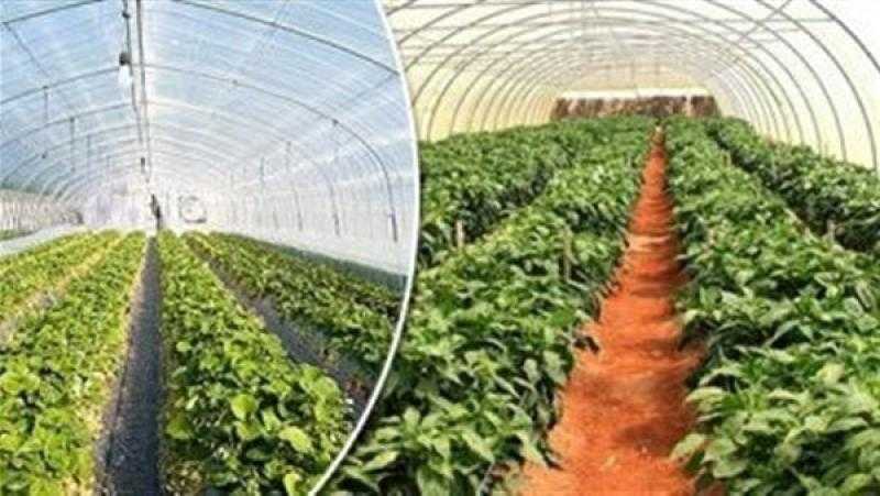 أبرز إنجازات القطاع الزراعى خلال 9 سنوات