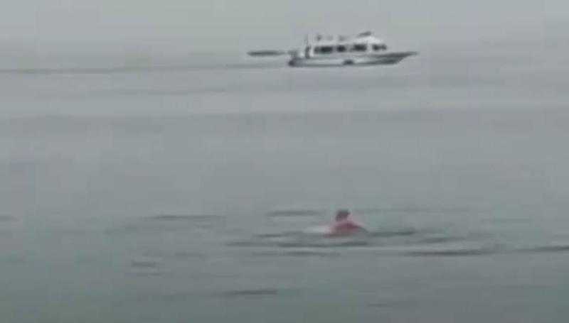 البيئة تعلن تشكيل لجنة متخصصة حول حادث هجوم سمكة قرش على احد مرتادي شواطيء البحر الاحمر