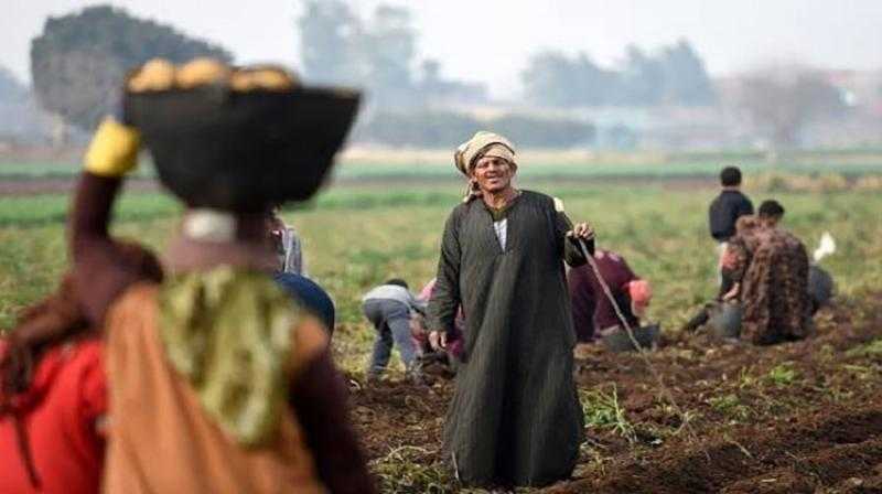 غدا .. إحتفالية عيد الفلاح بمدينة ههيا بمحافظة الشرقية