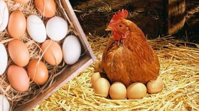 بوابة الكلمة
