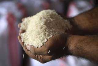 شعبة الأرز: توافر كبير في السلعة وانخفاض 2000 جنيه للطن