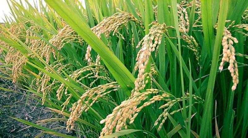 رئيس الوزراء يتابع موقف زراعة الأرز والآليات القائمة والمُبتكَرة لتعزيز إنتاجيته