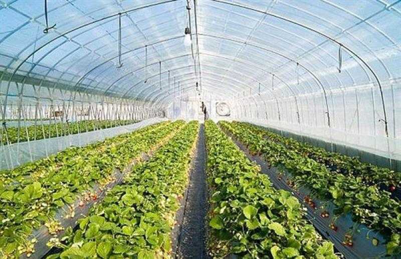 ”الزراعة” تستعرض جهود تحقيق التنمية الزراعية في سيناء