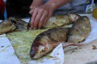 الصحة تكثف حملاتها على المنشآت الغذائية وأماكن بيع الأسماك المملحة