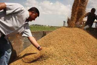 التموين تعلن ارتفاع توريد القمح المحلي لـ 1.8 مليون طن حتى الآن