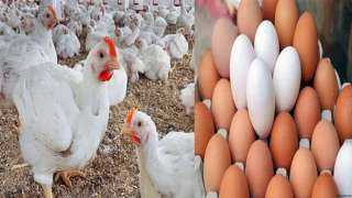 أسعار الدواجن والبيض في الأسواق اليوم السبت