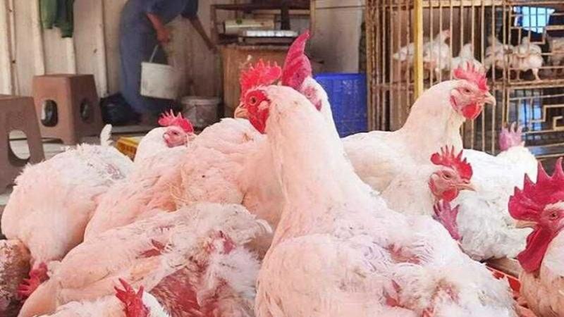 بوابة الكلمة
