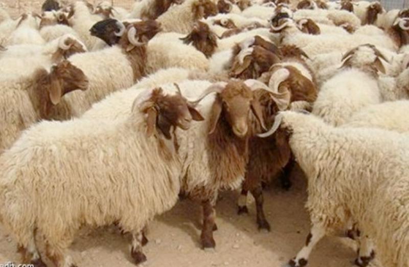 بوابة الكلمة