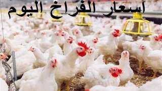 أسعار الدواجن والبيض في مصر اليوم الأحد