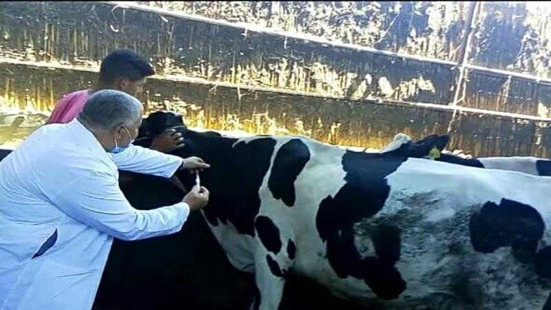 الزراعة تطلق أعمال الحملة القومية لتحصين الماشية ضد مرضي الحمى القلاعية والوادي المتصدع على مستوى الجمهورية
