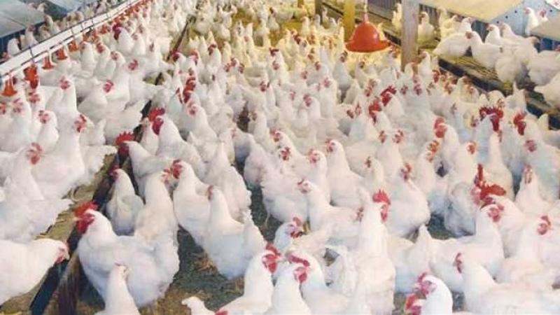 بوابة الكلمة