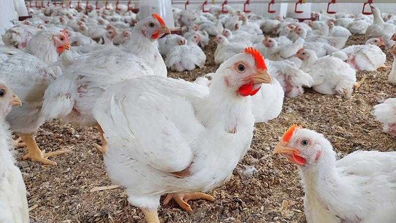 أسعار الدواجن والبيض في مصر اليوم الاربعاء