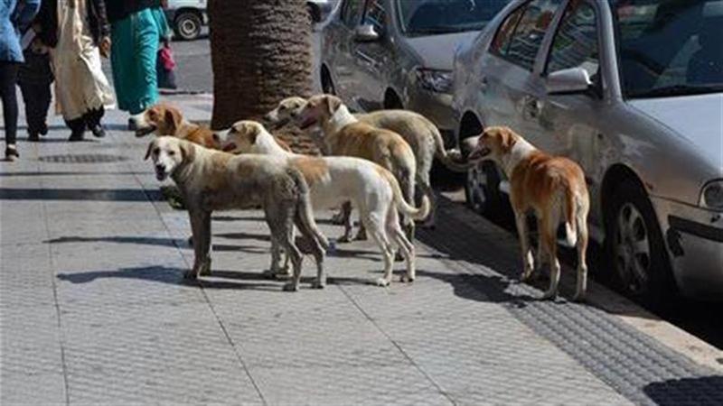 بوابة الكلمة