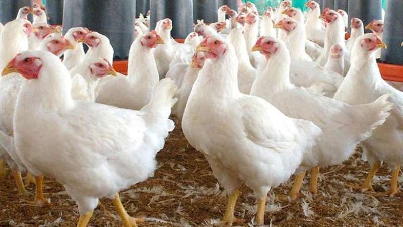 بوابة الكلمة