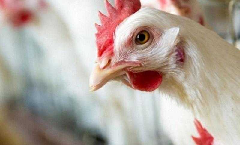 أسعار الدواجن والبيض في مصر اليوم الأحد