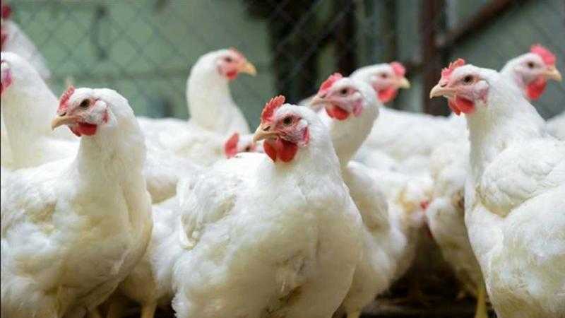 أسعار الدواجن والبيض في مصر اليوم الجمعة