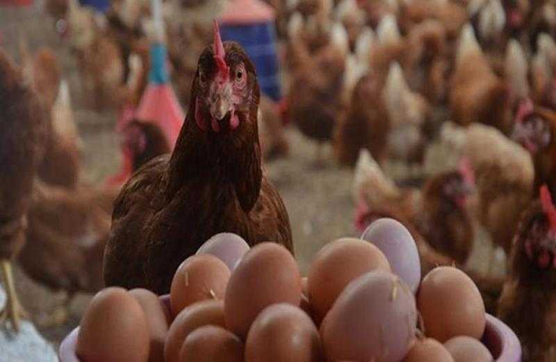 أسعار الدواجن والبيض في مصر اليوم السبت