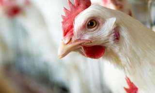 أسعار الدواجن والبيض في مصر اليوم الأحد